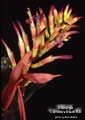 Billbergia 'Carrone's Black Bill'