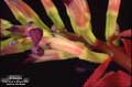 Billbergia 'Carrone's Black Bill'