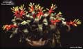 Billbergia 'Olive Baldwin'