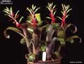 Billbergia 'Olive Baldwin'