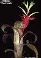 Billbergia 'Olive Baldwin'