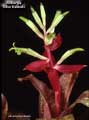 Billbergia 'Olive Baldwin'