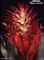 Billbergia 'Henry Teuscher'