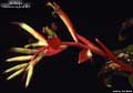 Billbergia 'Carrone's Hybrid #10'