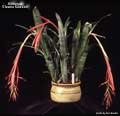 Billbergia 'Elvenia Slosson'