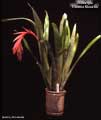 Billbergia 'Elvenia Slosson'
