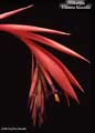 Billbergia 'Elvenia Slosson'