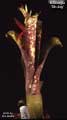 Billbergia 'Oh Joy'