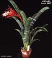 Billbergia 'Evelyn Metz'