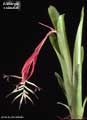 Billbergia xclaudioi