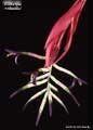 Billbergia xclaudioi