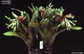 Billbergia 'Jeff Ross'