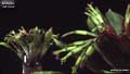 Billbergia 'Jeff Ross'