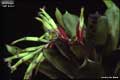 Billbergia 'Jeff Ross'