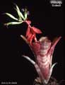 Billbergia 'Bobtail'