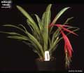 Billbergia 'Windii'