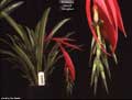 Billbergia 'Windii'