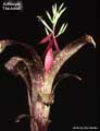 Billbergia 'The Artist'