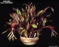 Billbergia 'Kline's Red Wine'