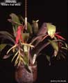 Billbergia 'Kline's Red Wine'
