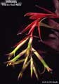 Billbergia 'Kline's Red Wine'