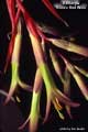 Billbergia 'Kline's Red Wine'