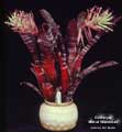 Billbergia 'Muriel Waterman'