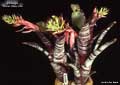 Billbergia 'Muriel Waterman'