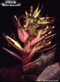 Billbergia 'Muriel Waterman'
