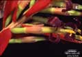 Billbergia 'Muriel Waterman'