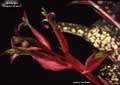 Billbergia 'Poquito Blanco'