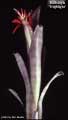 Billbergia 'Highlight'