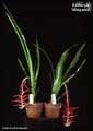 Billbergia 'Margarita'