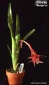 Billbergia 'Margarita'