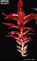 Billbergia 'Margarita'