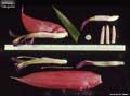 Billbergia 'Margarita'