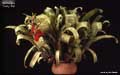 Billbergia 'Curly Top'