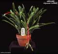 Billbergia 'Gigantea Freckles'