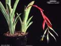Billbergia 'Gigantea Freckles'