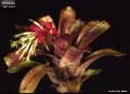 Billbergia 'Jeff Ross'
