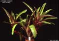 Billbergia amoena 'Selby-Seidel'