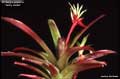 Billbergia amoena 'Selby-Seidel'