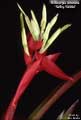 Billbergia amoena 'Selby-Seidel'