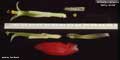 Billbergia amoena 'Selby-Seidel'