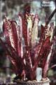 Billbergia 'Hallelujah'