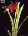 Billbergia xclaudioi