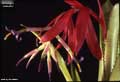 Billbergia xclaudioi