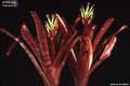 Billbergia 'Flamenco'