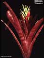 Billbergia 'Flamenco'