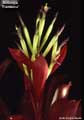 Billbergia 'Flamenco'
